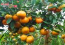 Indonesia Kian Giat Impor Melon dan Jeruk dari Afrika: Fakta Mengejutkan di 2025