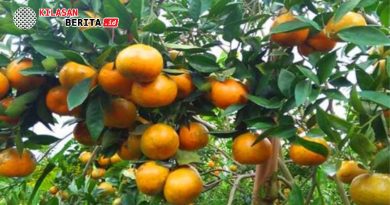 Indonesia Kian Giat Impor Melon dan Jeruk dari Afrika: Fakta Mengejutkan di 2025