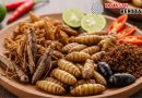 Kuliner Serangga Gunungkidul: Antara Tradisi, Viralitas, dan Keunikan Lokal