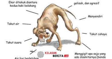Desa Temesi Gencarkan Vaksinasi Rabies: 136 Anjing dan Kucing Disuntik Untuk Cegah Penularan
