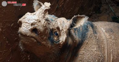 habitat badak sumatera di kalimantan