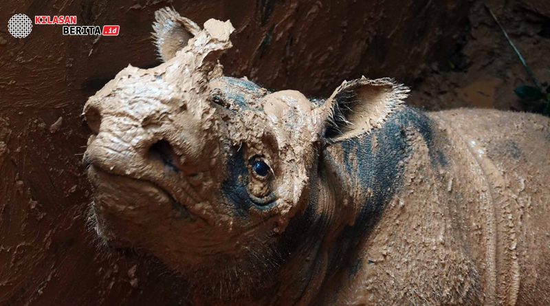 habitat badak sumatera di kalimantan