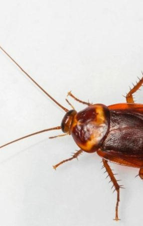 Fakta Ilmiah: Kecoa Disebut Hewan Paling Bersih