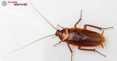 Fakta Ilmiah: Kecoa Disebut Hewan Paling Bersih