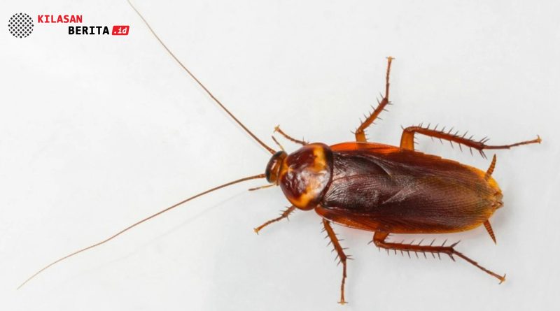 Fakta Ilmiah: Kecoa Disebut Hewan Paling Bersih