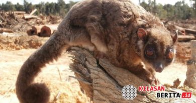 Spesies Disangka Punah 6.000 Tahun Ditemukan di Papua Nugini, Ilmuwan Terkejut