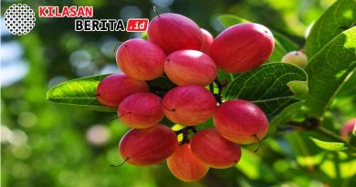 Buah Ajaib Ini Bantu Pasien Kemoterapi Makan Lebih Nyaman, Begini Cara Kerjanya