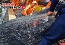 Pemusnahan Ikan Sapu-Sapu di Jakarta Diawasi Ketat, Langsung Dikubur untuk Cegah Penyalahgunaan