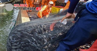 Pemusnahan Ikan Sapu-Sapu di Jakarta Diawasi Ketat, Langsung Dikubur untuk Cegah Penyalahgunaan