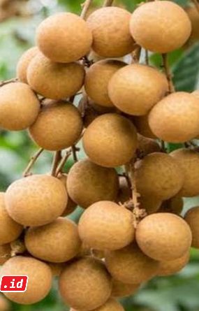 Buah kelengkeng segar dengan manfaat untuk kesehatan kulit wajah