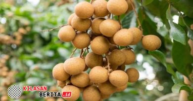 Buah kelengkeng segar dengan manfaat untuk kesehatan kulit wajah