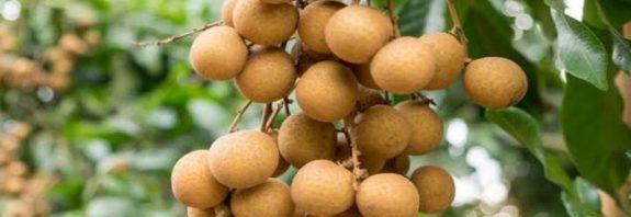 Buah kelengkeng segar dengan manfaat untuk kesehatan kulit wajah