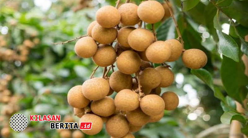 Buah kelengkeng segar dengan manfaat untuk kesehatan kulit wajah