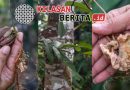 petanang Sungai Musi buah khas lahan basah
