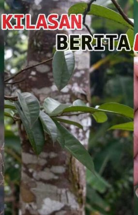 petanang Sungai Musi buah khas lahan basah