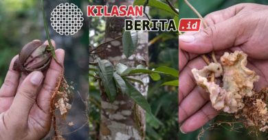 petanang Sungai Musi buah khas lahan basah