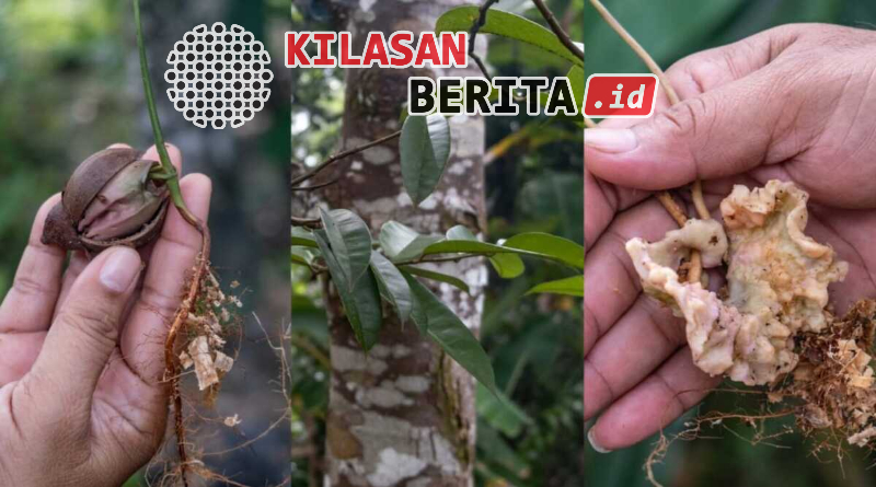 petanang Sungai Musi buah khas lahan basah