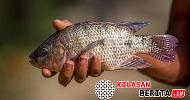 Ikan Nila Dagu Hitam Picu Krisis Ekologi Thailand, Wilayah Tetangga RI Tetapkan Situasi Darurat